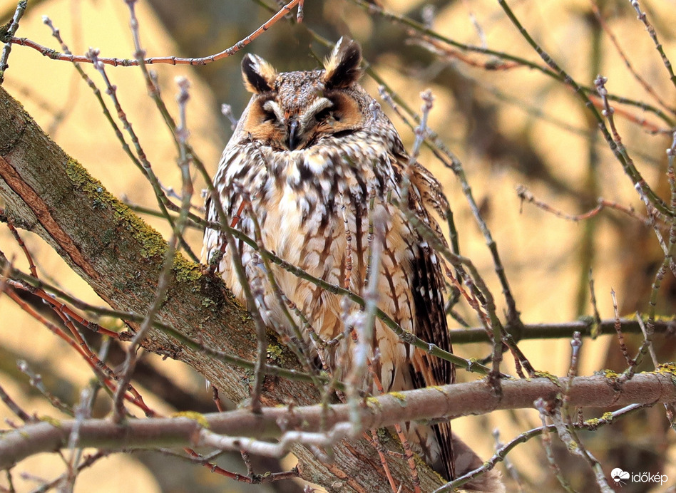 Fél szemmel azért figyellek! 
