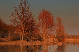 Naplemente szinezte fák! 