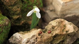 Valentin napi páros! 