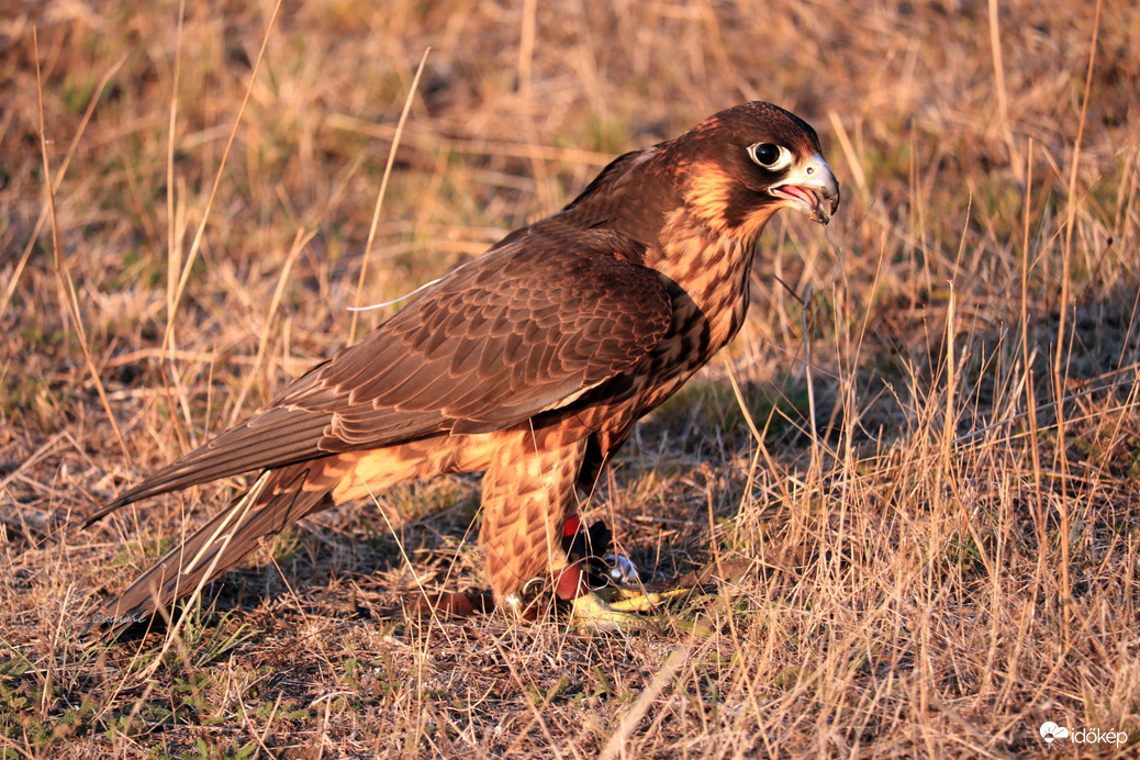 Kicsit elfáradtam alig kapok levegőt!