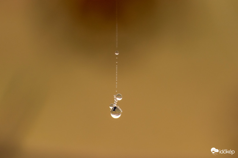 Egy csepp ősz 