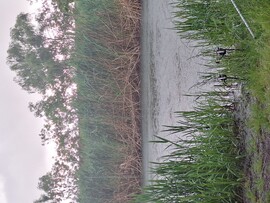Szeghalom