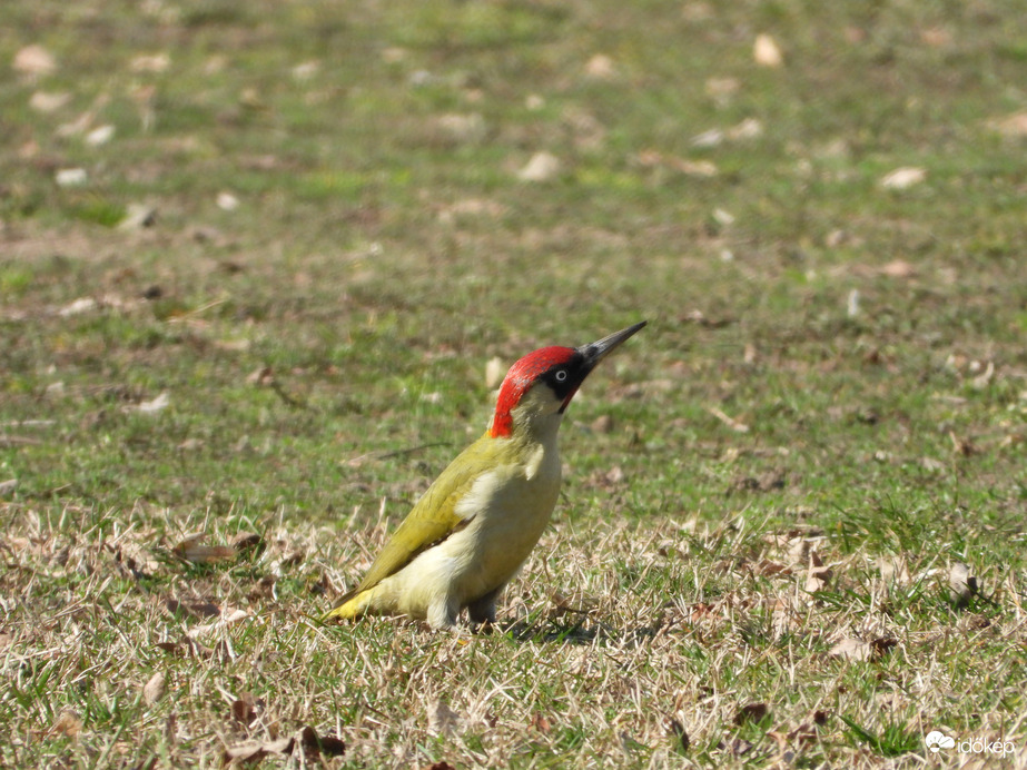 Zöld küllő madár