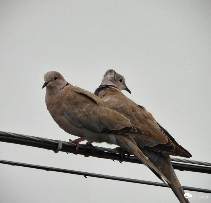 Balkáni gerlék az esőben