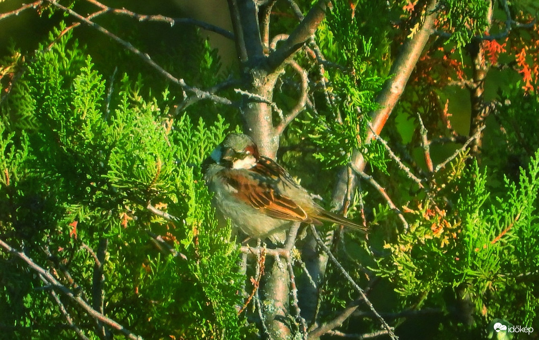 A mai nap ez a kis veréb is napozott egy kicsit a jó időben