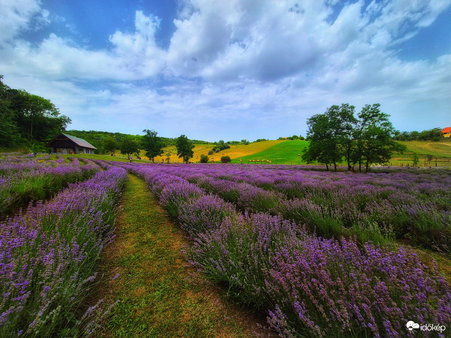 Kőröshegyi levendulás