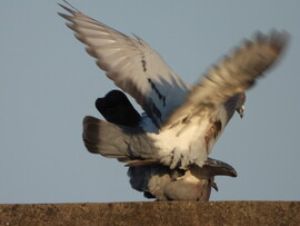 Szerelem van a levegőben