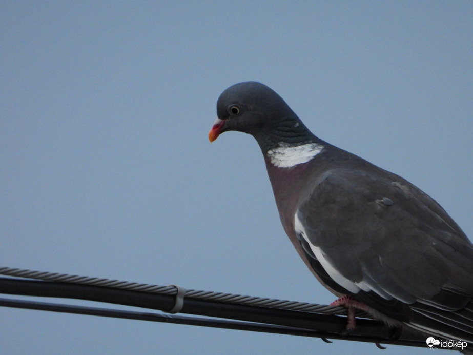 A megfigyelő hírvivő