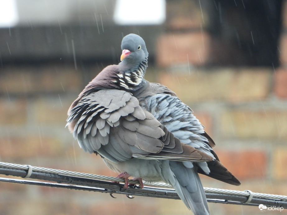 Tollászkodás az esőben