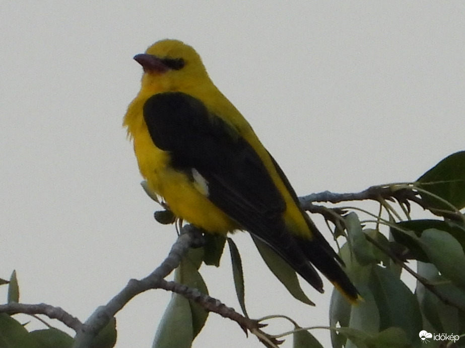 Egy kis esti merengés 