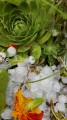 Sajópetri