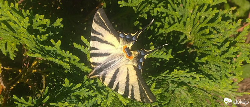 Sükösd