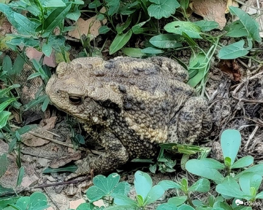 Szenyér