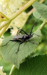 Szenyér