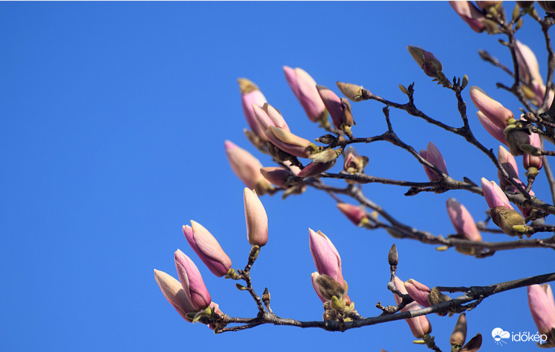 Tulipánfa
