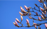 Tulipánfa