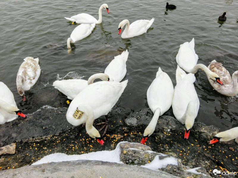 Gárdony