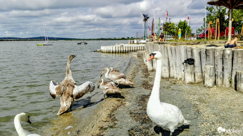 Gárdony
