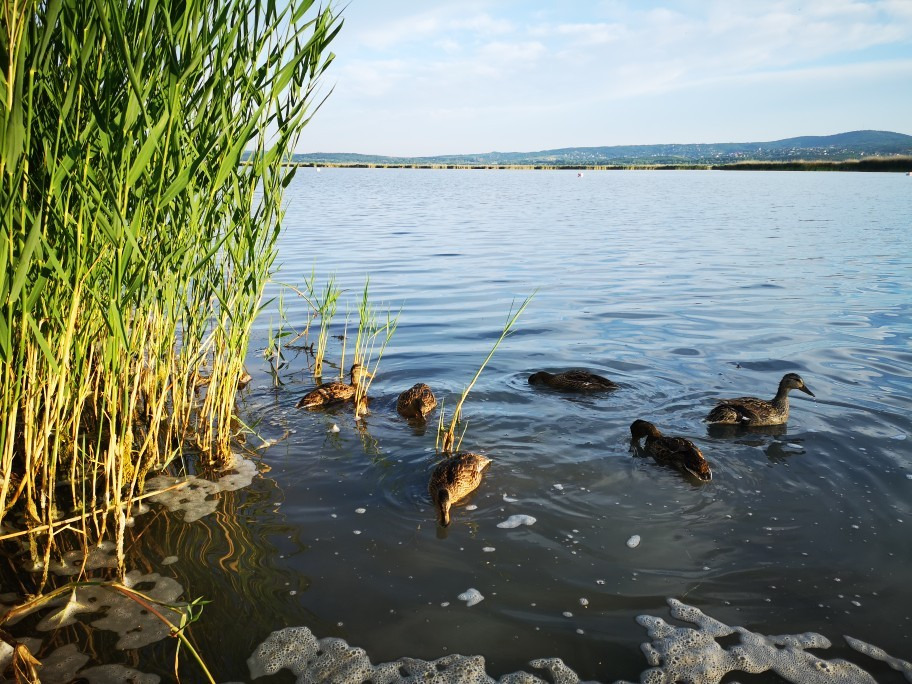 Gárdony