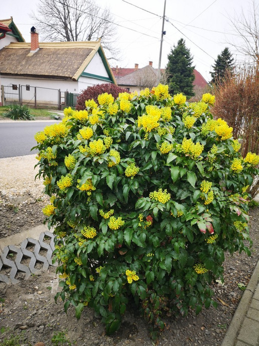 Gárdony