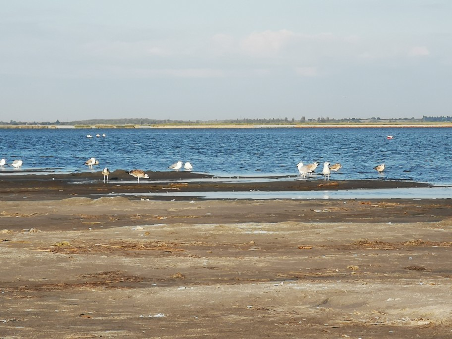 Gárdony