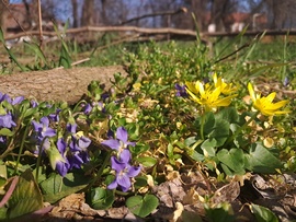 Ibolyák és salátaboglárkák