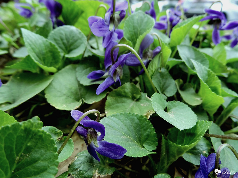 "Bólogat a kék ibolya...