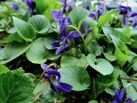 "Bólogat a kék ibolya...