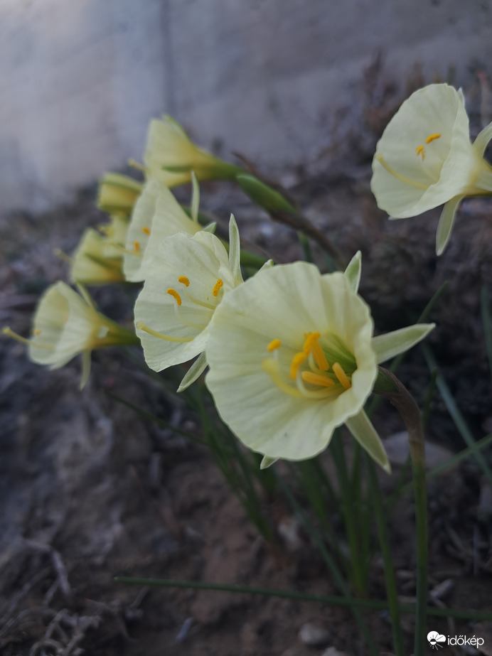 Mini harang nárciszok