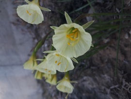 Mini harang nárciszok