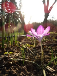 ...táncot jár a napsugár...