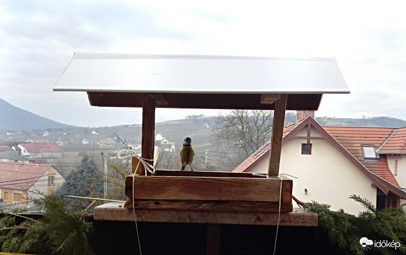 Hé itt fotóznak, a fizetségem szotyiban kérem !