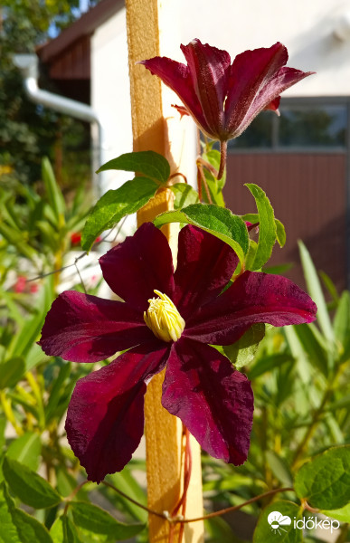 Clematis