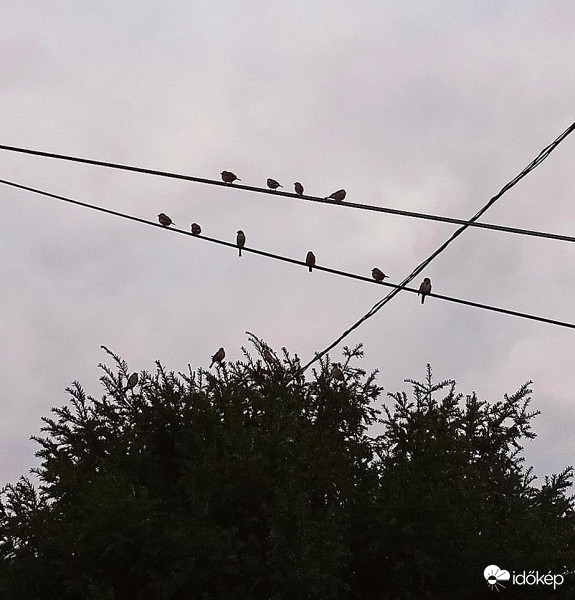Pletykaparti - Hallottad a szomszédba új csuri költözött !?