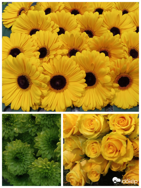 " mert csodás színek - szépségek"