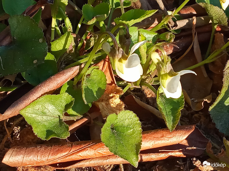 Nyílnak már ők is. :)
