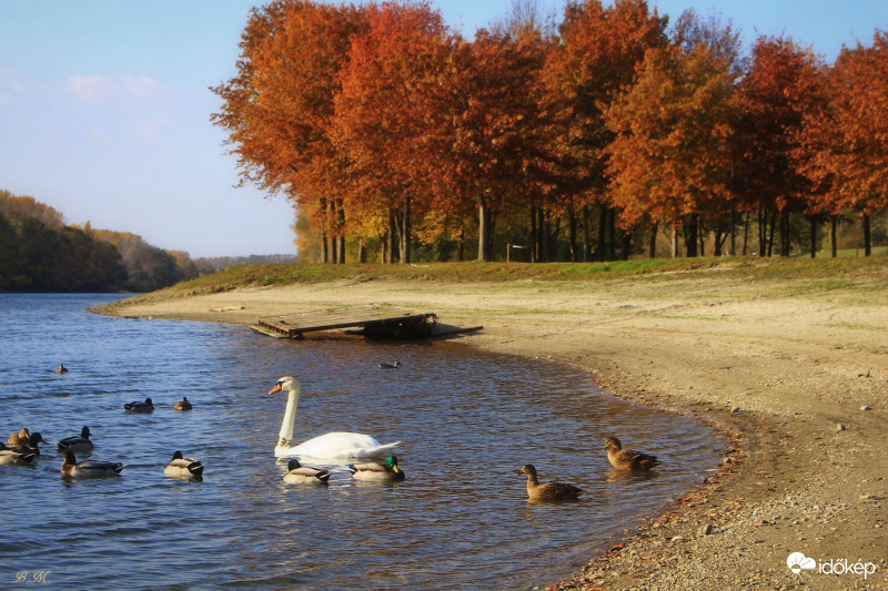 Aranyparti csendélet