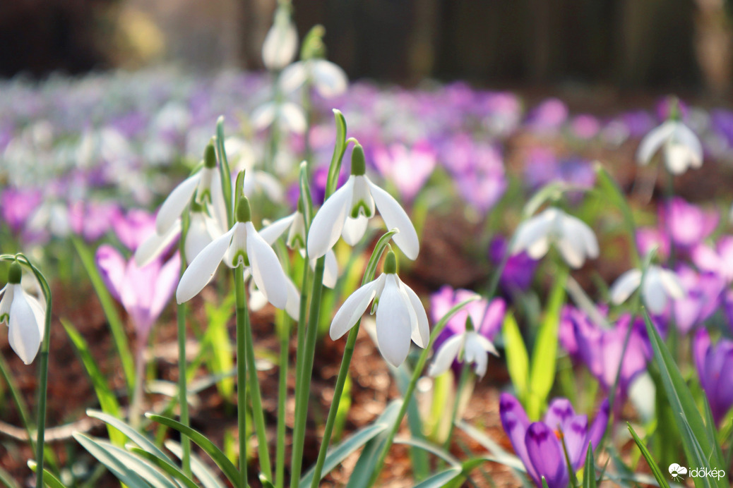 Hóvirág és társai