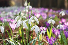 Hóvirág és társai