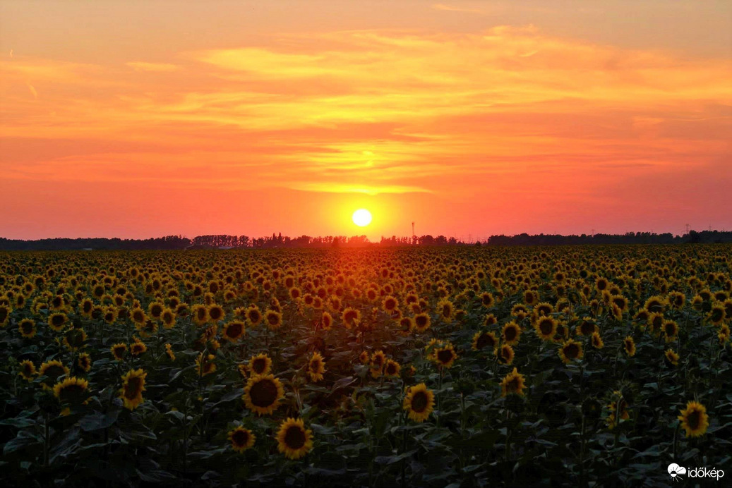 Napraforgós naplemente