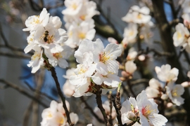 Mandula virágzás Győrben