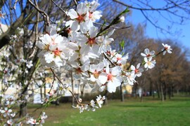 Mandulavirágzás