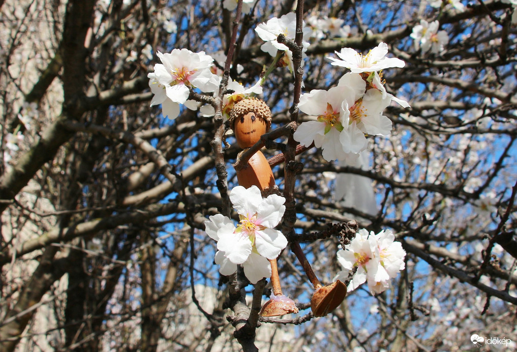  Matyi boldog nőnapot kíván Győrből