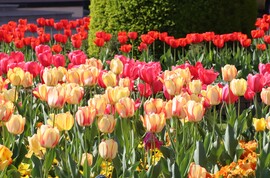 Tulipános tavasz