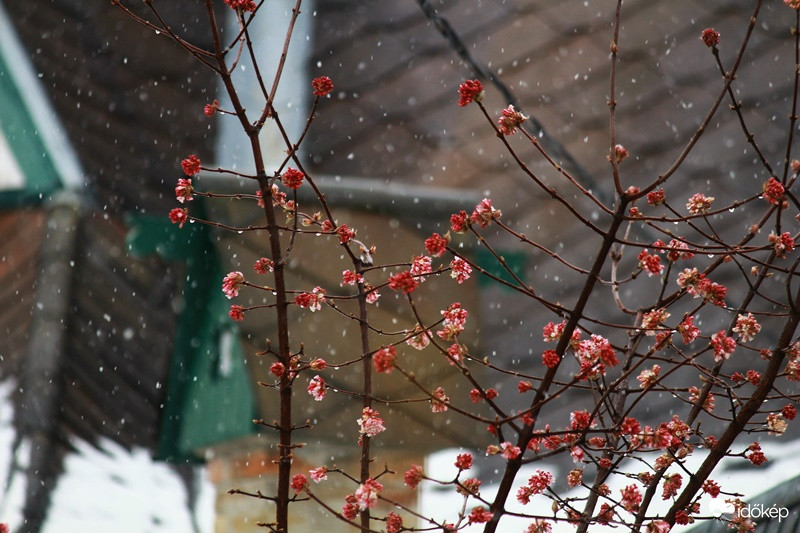 tavasz a télben