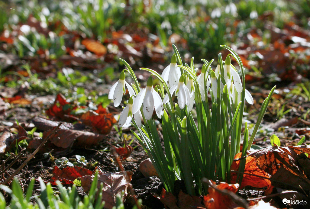 hóvirág