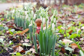 Makk Matyi hóvirágok közt