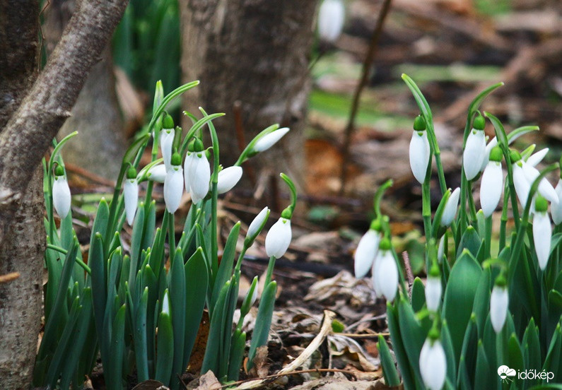 győri hóvirág jna.29