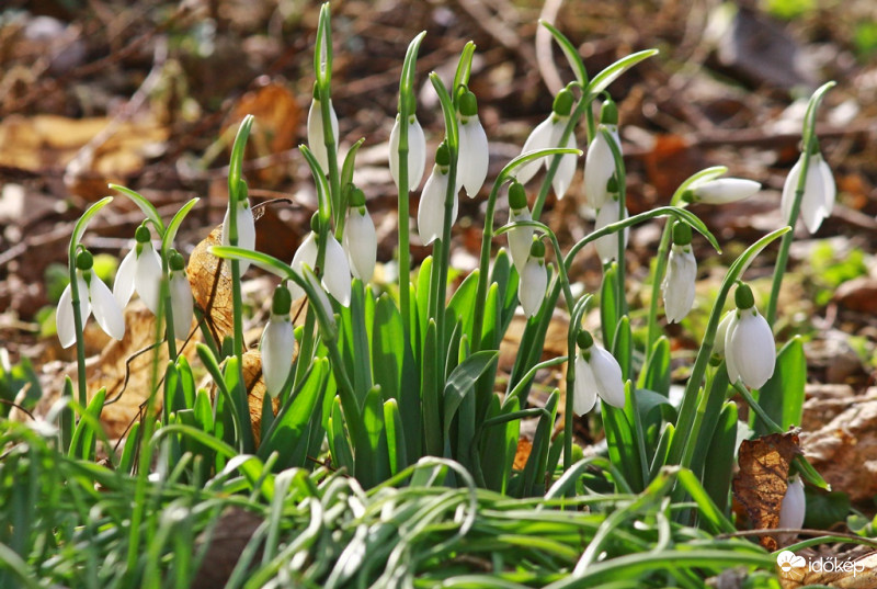 februári napsütésben