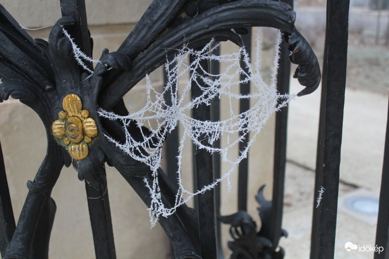 vajon a pók túlélte?